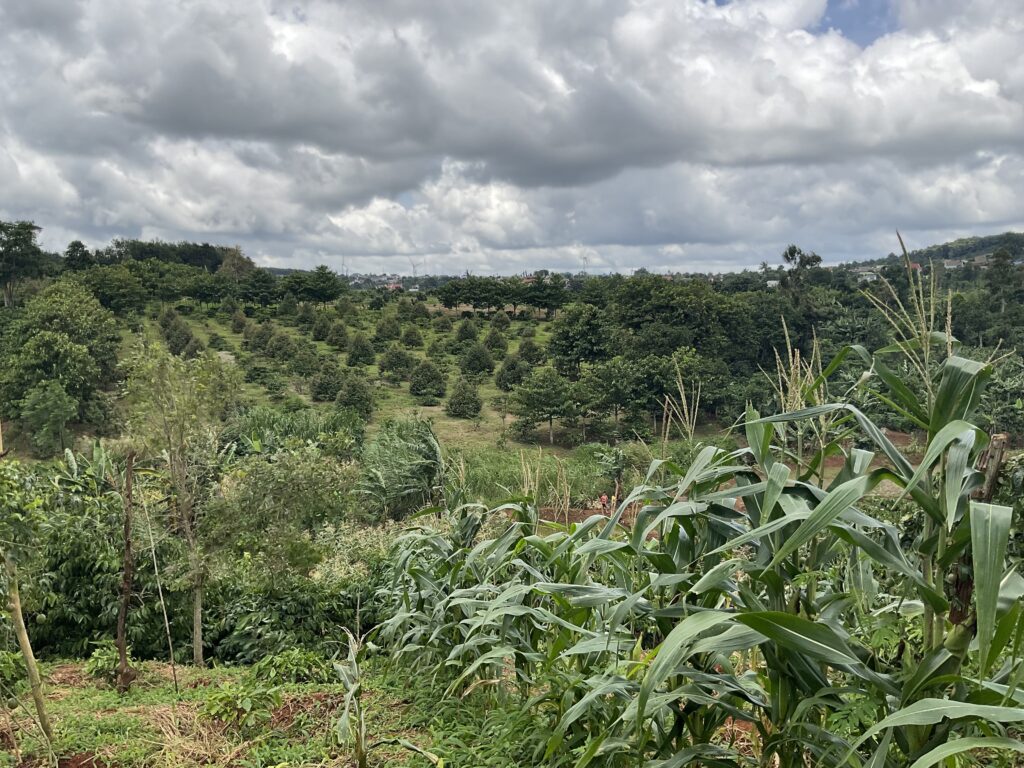 RegenX intercropping farm