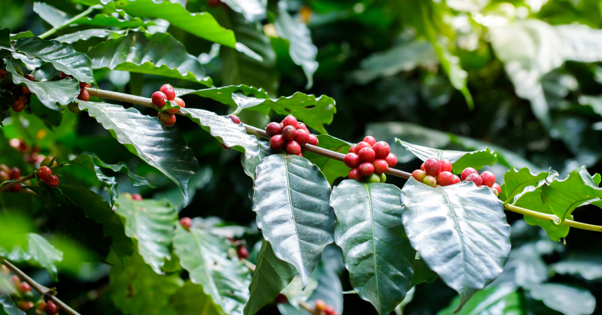 RegenX - regenerative agriculture checklist for coffee