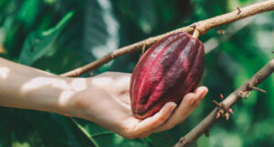 RegenX - regenerative agriculture checklist for cacao